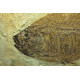 Fish fossil, Phareodus encaustus
