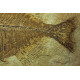 Fish fossil, Phareodus encaustus