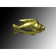 Egyptian gold fish