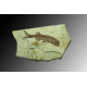 Double fish fossil